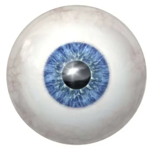 viteroretinal